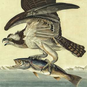 Balbuzard pêcheur, Jean-Jacques Audubon, The birds of America, 1830 (Gallica, BnF). #ornithology #bird #fish #old #drawing #audubon